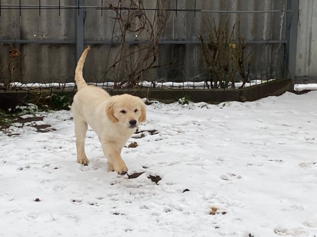 Elad Golden retriever kiskutyk