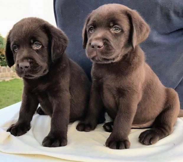 Elad Gynyr Csoki Labrador Kiskutyk