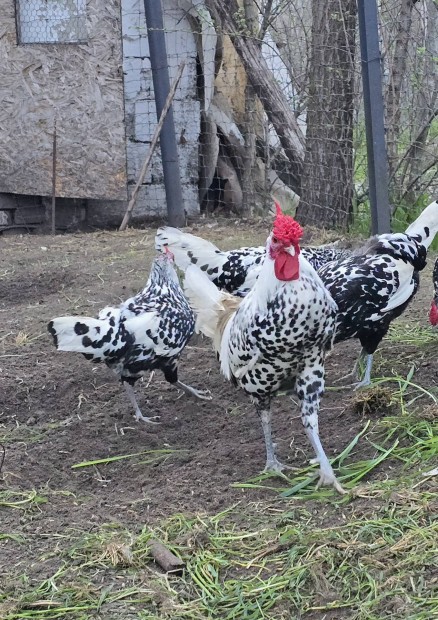 Eladó Hamburgi pettyes tojás Szegeden