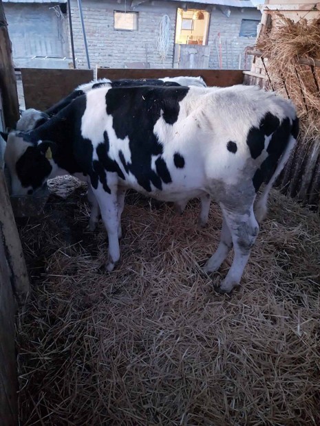 Elad Holstein frz bikk