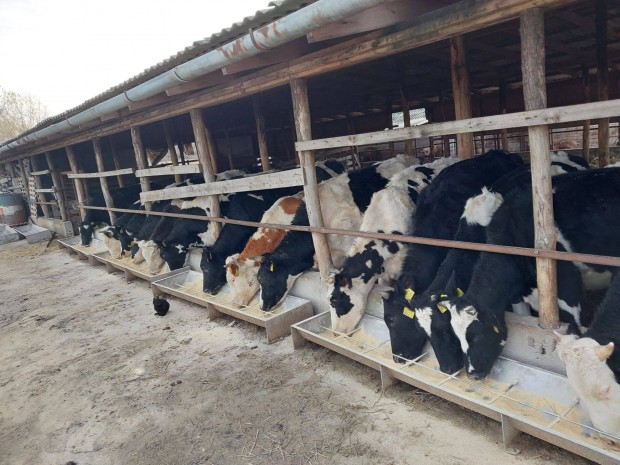 Eladó Holstein friz üszők