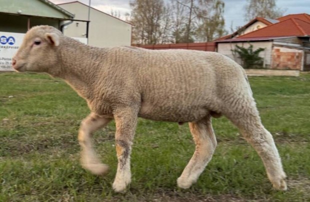 Elad� Ile de Franche kever�k kos b�r�nyok