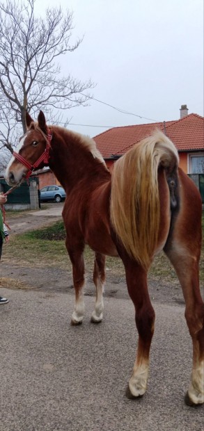 Elad Kender Srga Kanca csik