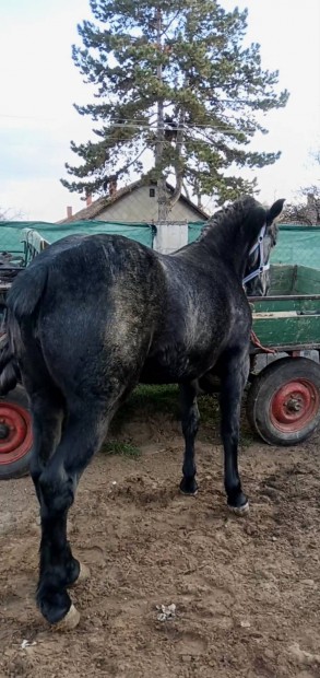 Elad Kormos Deres Kanca csik 