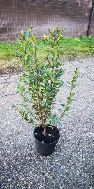 Elad Ligustrum ovalifolium (Szleslevel fagyal)