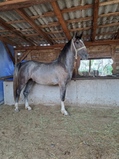 Elad Lipicai csdr csik