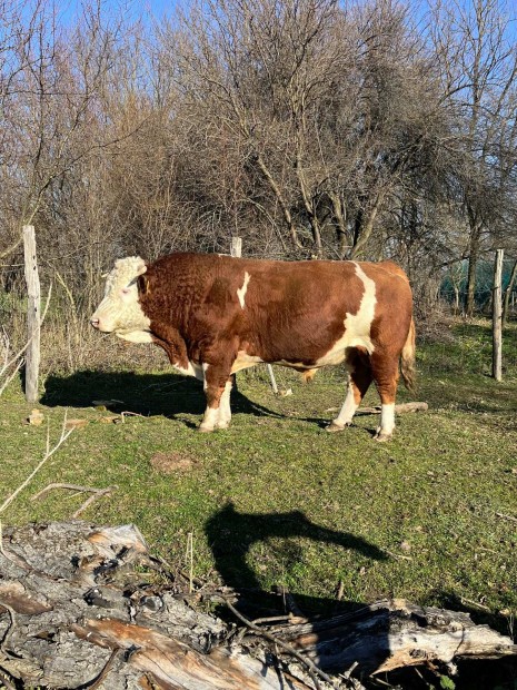 Elad Magyar Tarka Bika