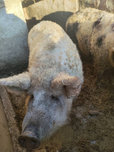 Elad Mangalica hizok 