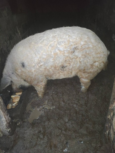 Elad Mangalica kan