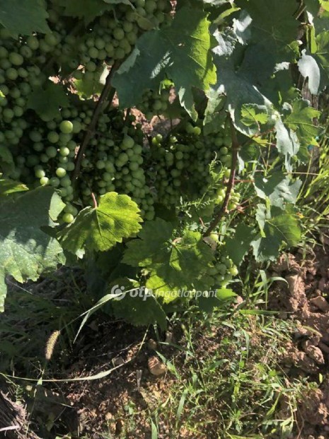 Elad� Mez�gazdas�gi, M�d