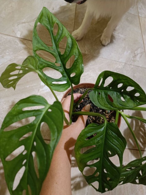 Elad Monstera, pletyka, begonia, syngonium,kaktusz,lizinka,dgkaktusz