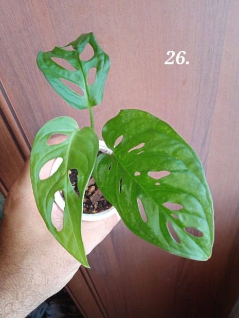 Elad Monstera adansonii (26.)