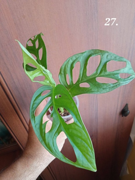 Elad Monstera adansonii (27.)