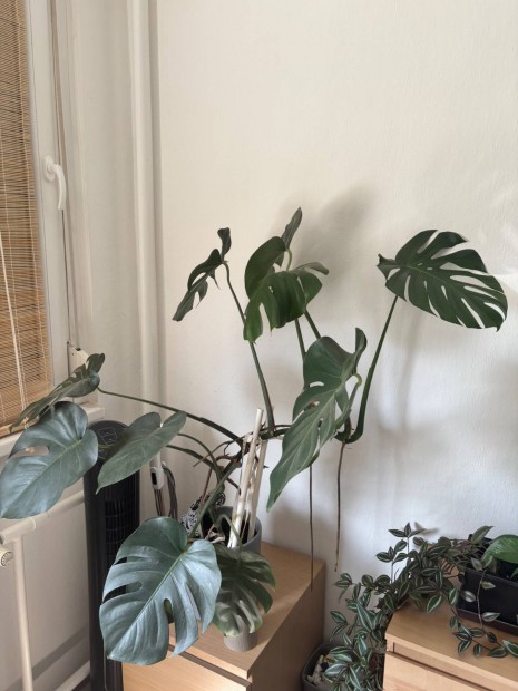 Elad Monstera deliciosa
