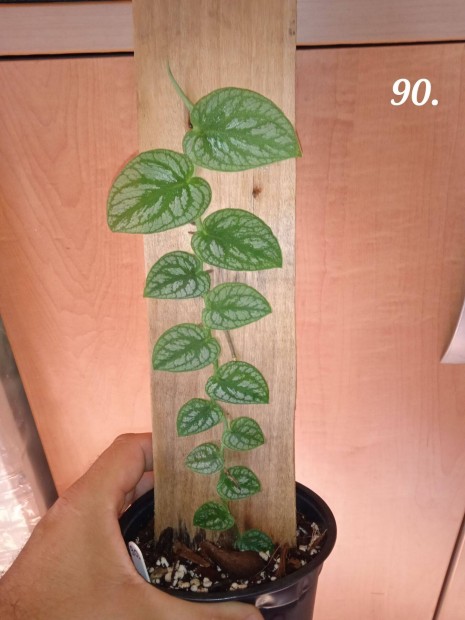 Elad Monstera dubia (90.)