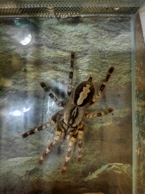 Eladó Poecilotheria Vittata adult nőstény