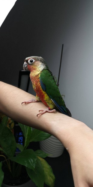 Elad Pyrrhura fikk (yellow-sided high red green cheek conure)