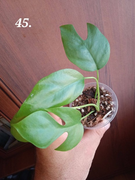 Elad Rhaphidophora tetrasperma (Monstera minima) baby