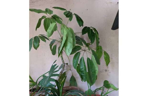 Elad Schefflera