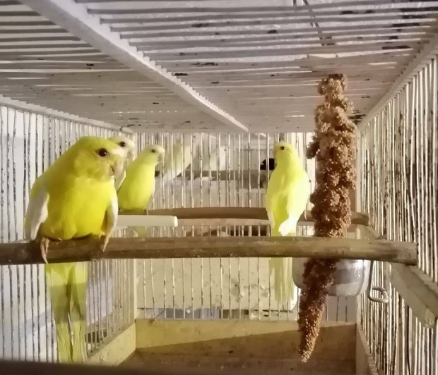 Eladó Schmuck papagájok