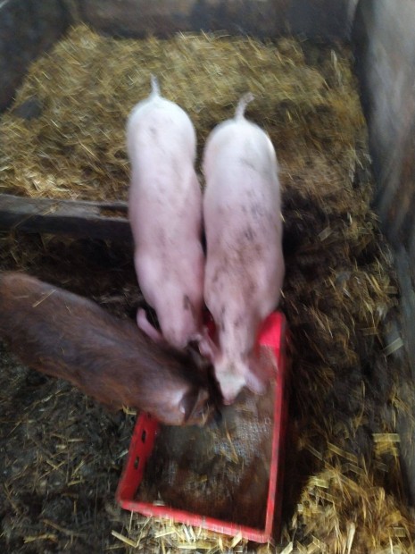 Elad� Sert�s malacok �rd:06702641337 Zala megye