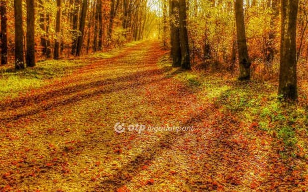 Eladó Telek, Salgótarján