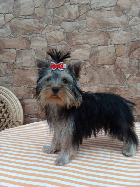 Elad Yorkshire terrier Yorki