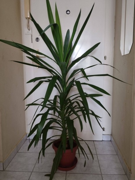 Elad Yucca 110 cm