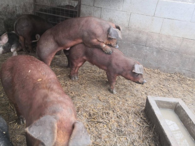 Elad, duroc sld kanok! 