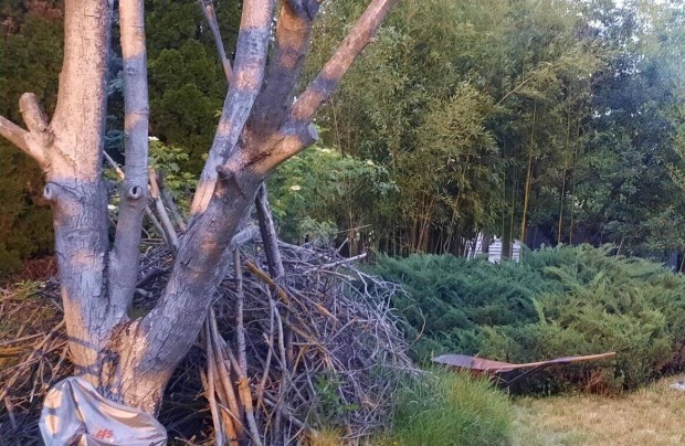 Eladó a képeken látható lábon álló diófatörzs + vastag ágai