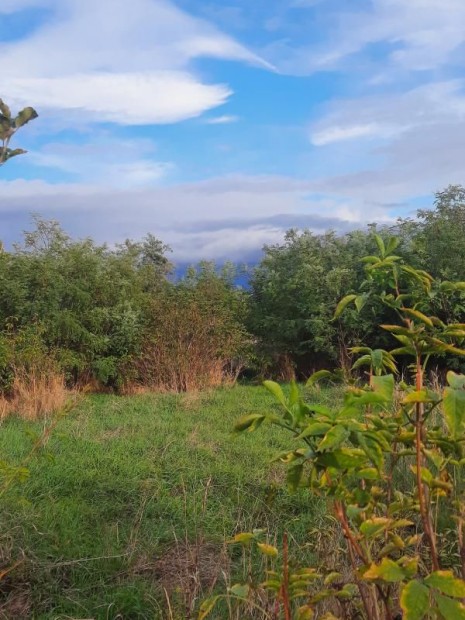 Elad� ad�csi �p�t�sitelek