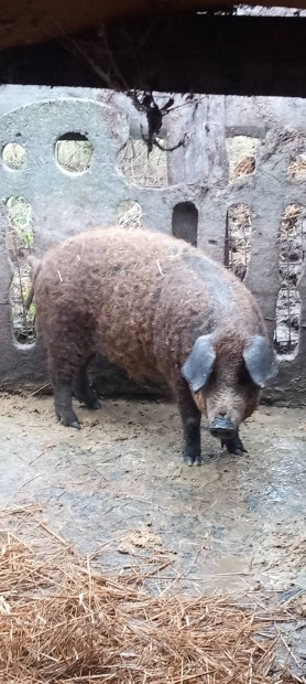 Elad akcis mangalica x durok keverk rtnok