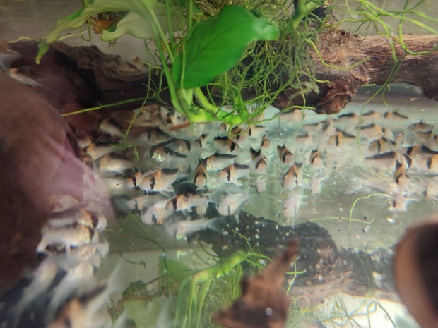 Elad akvriumi dszhal, pnclosharcsa - Corydoras duplicareus