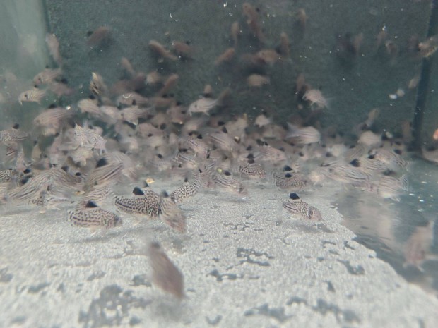 Elad akvriumi dszhal, pnclosharcsa - Corydoras trilineatus