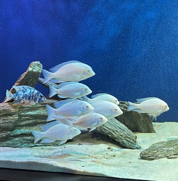 Elad� alb�n� delfin s�g�r csapat!