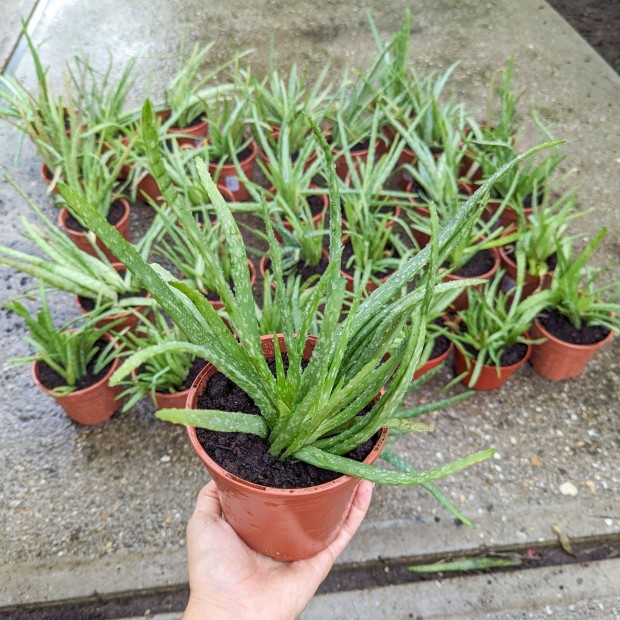 Elad aloe vera