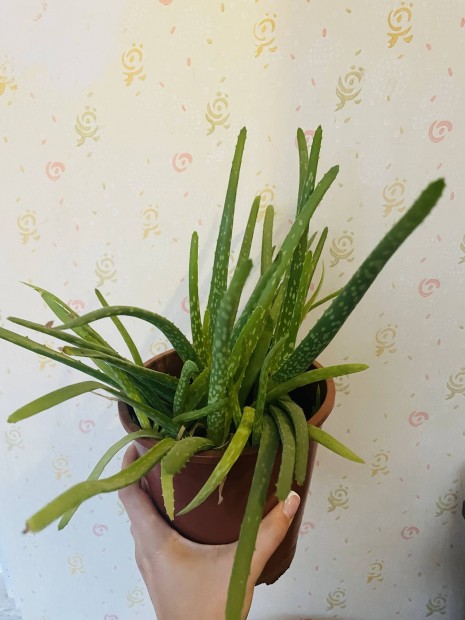 Elad aloeverk