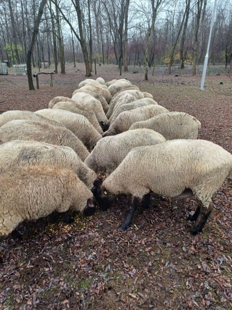 Eladó anya birka vegyesen (suffolk és merino)