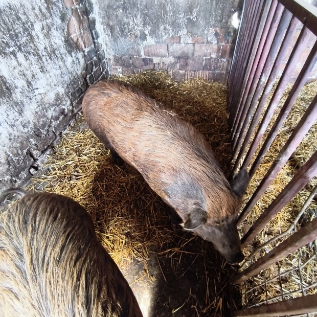 Elad� anyadiszno vemhes 