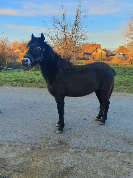 Elado appalosa kanca poni 