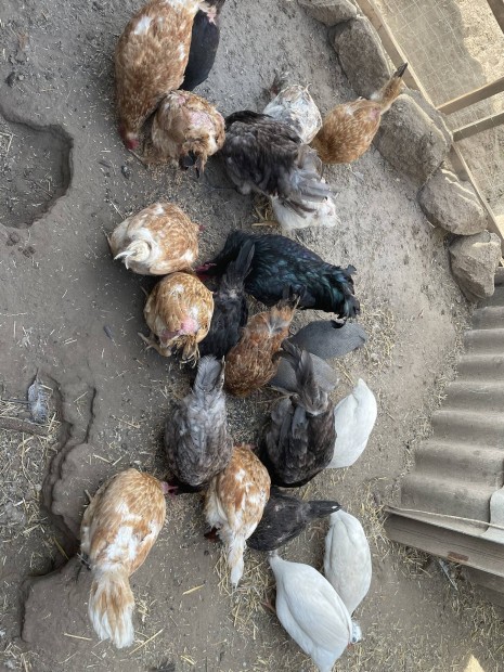 Elad australorp kakasok