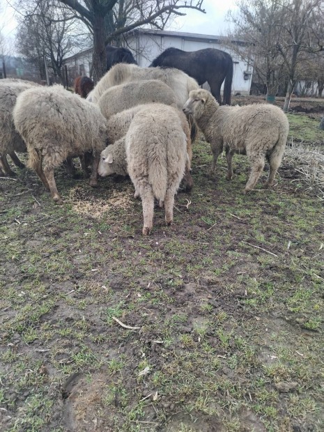 Elad� b�r�nyok 5db