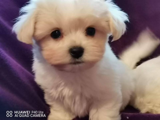 Elad bichon havanese kiskutyk