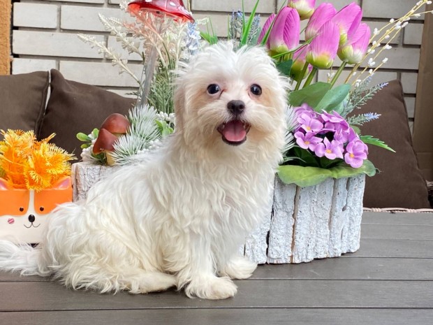 Elad bichon havanese kislny