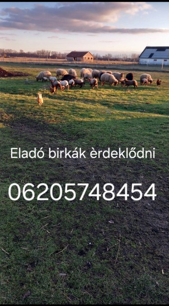 Elad birkk