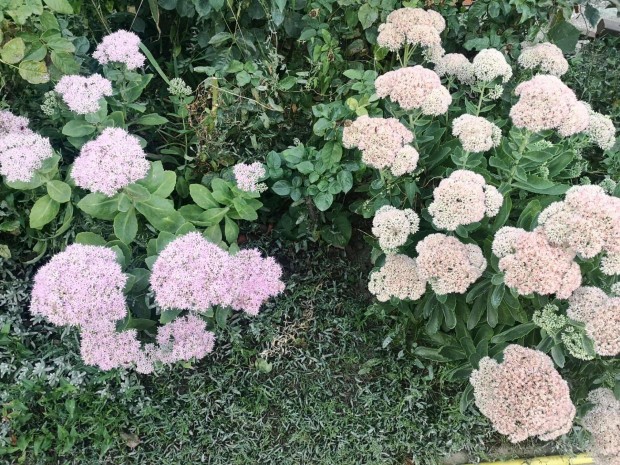 Elad� bord� �s r�zsasz�n vir�g� pomp�s varj�h�j