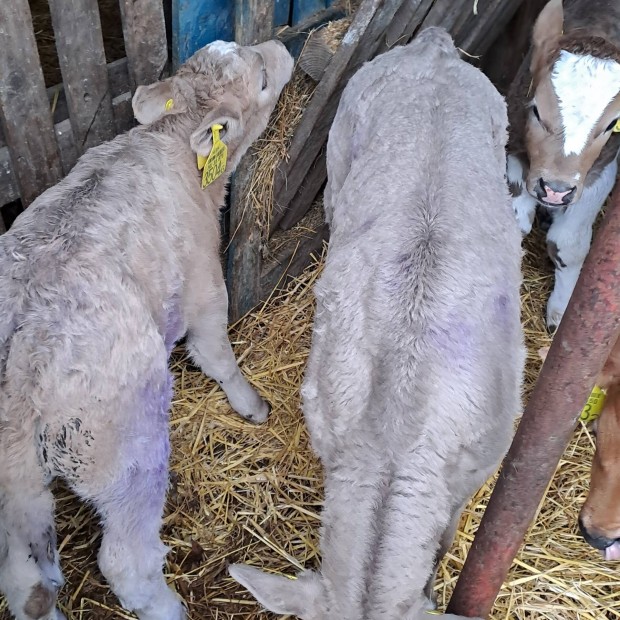 Elad charolais excellence bika borjak.