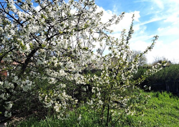 Elad� csal�di h�z T�k�l, K�zpont