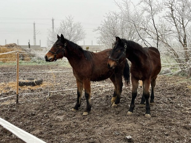 Elad/cserlhet Csikok