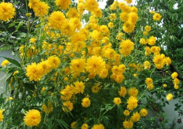 Elad� csillagszem�/s�rga k�pvir�g, aranylabda �vel� vir�g